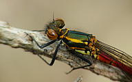 Large Red Damsel (Pyrrhosoma nymphula)